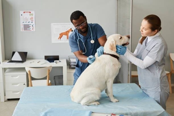 5 Questions Pet Parents Ask a Vet Online (No Clinic Visit Needed)
