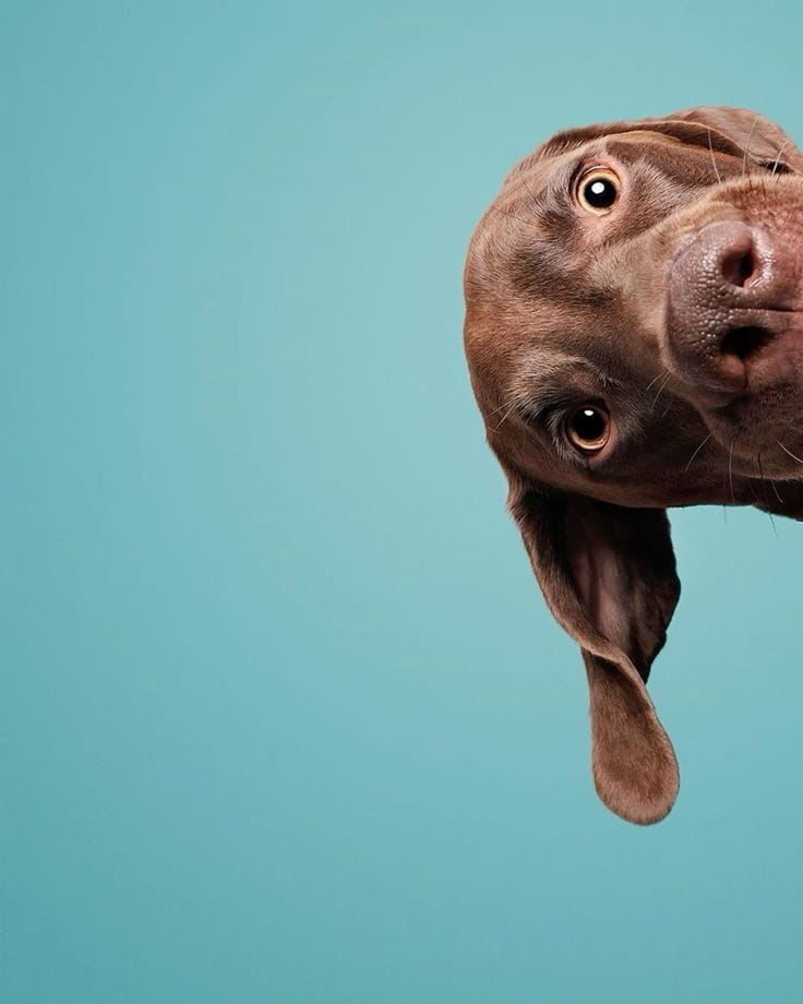 5 Essential Winter Dog Walking Tips for Indian Pet Parents